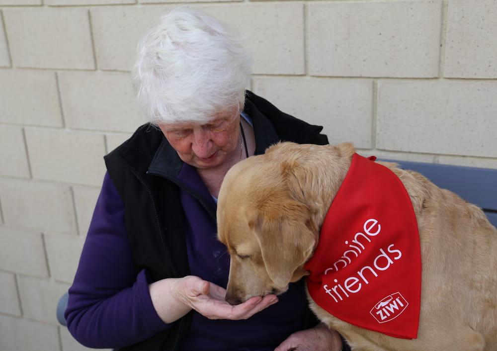 Canine Friends Pet Therapy volunteer dog 